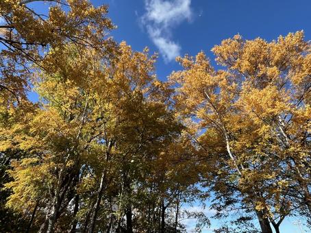 北海道の秋 景色,自然,風景の写真素材