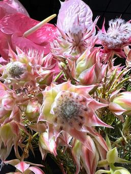 ワイルドフラワー ワイルドフラワー 花,アップ,接写の写真素材