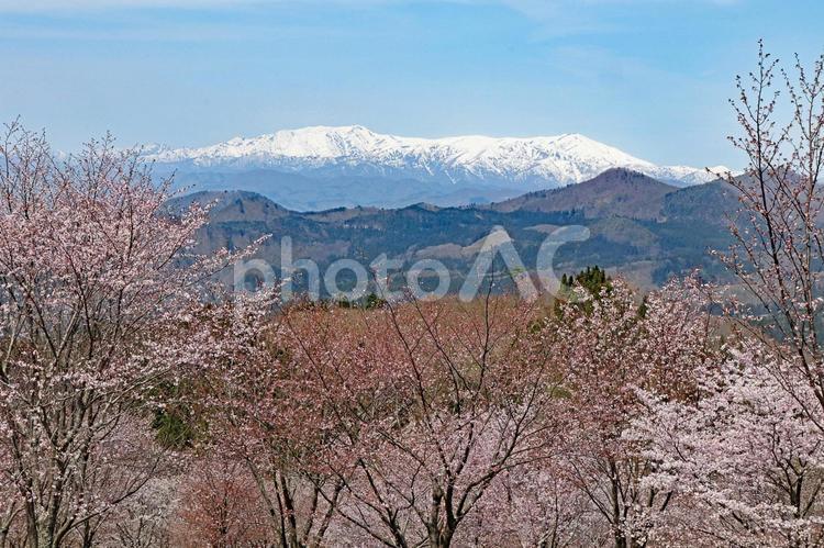 春や桜のイメージ 春,桜,さくらの写真素材