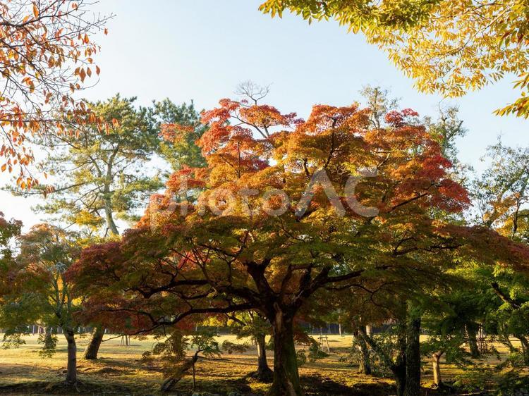 奈良公園の紅葉の風景 カラフル,紅葉,奈良公園の写真素材