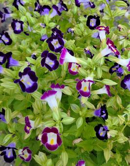 トレニア トレニア,草花,植物の写真素材