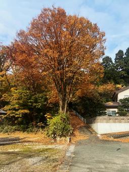 紅葉する大きな木 紅葉,樹木,古四王神社の写真素材
