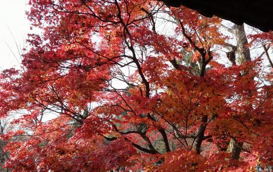 紅葉 紅葉の写真