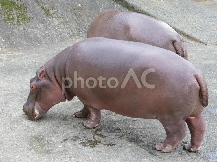 2頭のカバ2（熊本県熊本市） カバ,動物,動物園の写真素材