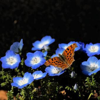 キタテハ キタテハ,タテハチョウ,蝶の写真素材