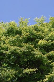 青空と樹木 青空と樹木 新緑,樹木,木漏れ日の写真素材