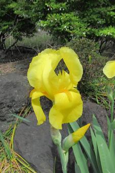 Photo, a show, flower, yellow, 