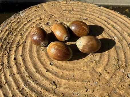 ドングリ どんぐり,秋,自然の写真素材