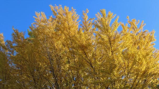 銀杏の紅葉　黄葉 銀杏,イチョウ,紅葉の写真素材