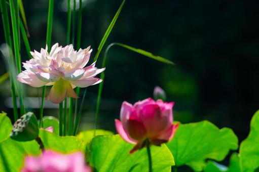 蓮池6 蓮池6の写真