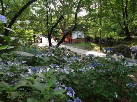 懐古園のアジサイ 懐古園のアジサイの写真
