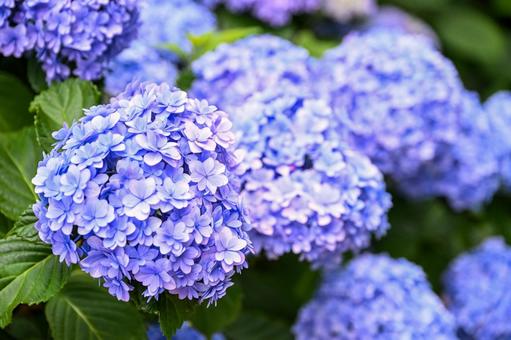 紫陽花 紫陽花の写真