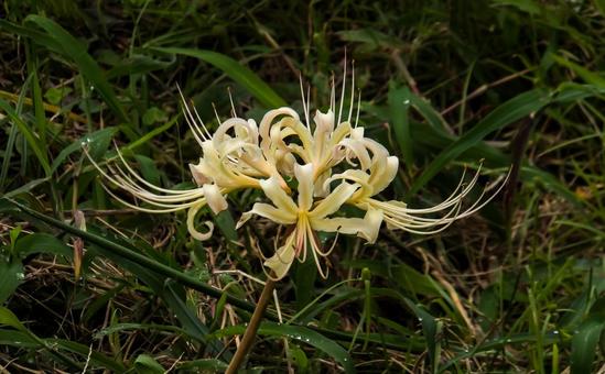 佐賀江里山の彼岸花 佐賀江里山の彼岸花の写真