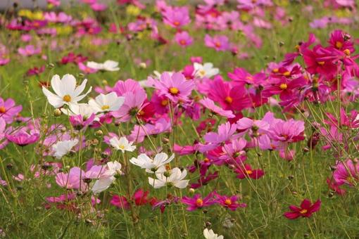 花畑 花畑 ピンク,ピンクの花,コスモスの写真素材