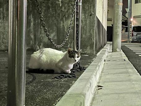 道の脇でおとなしく座る地域猫 道の脇でおとなしく座る地域猫の写真