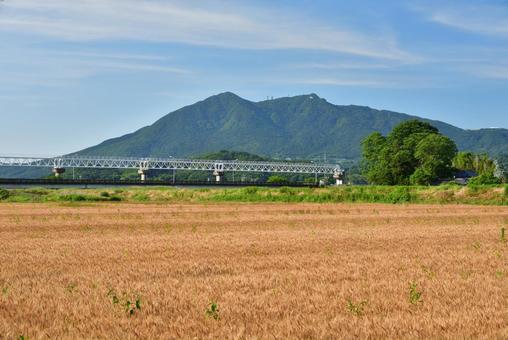 筑波山と麦畑 筑波山と麦畑 筑波山,麦畑,山の写真素材
