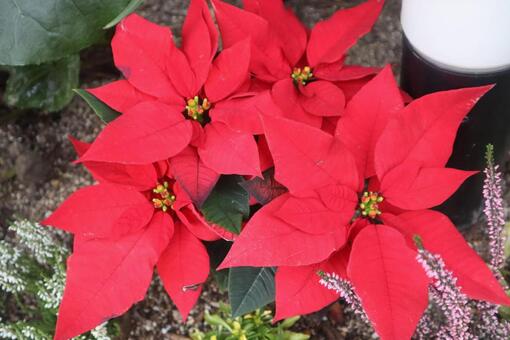 祝福 ポインセチア,花,flowerの写真素材