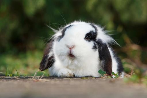 ペットの兎 うさぎ,ペット,干支の写真素材