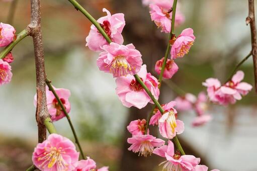 淡い色合いの紅梅が咲く枝先 梅,紅梅,花の写真素材