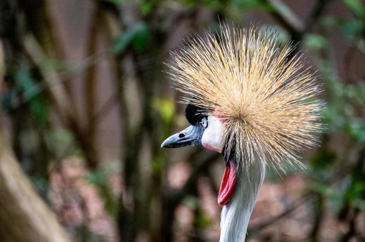 ホオジロカンムリヅル ホオジロカンムリヅル ホオジロカンムリヅル,ウガンダの国旗,ウガンダの写真素材