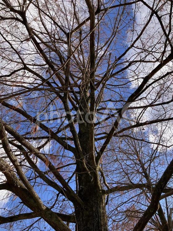 下から見上げた木の枝ぶり 木,見上げる,自然の写真素材