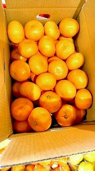 みかん みかん,みかん箱,果物の写真素材