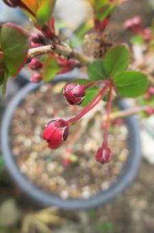 カイドウの蕾 カイドウの蕾の写真