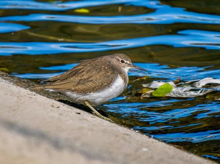 水辺のイソシギ 水辺のイソシギ イソシギ,野鳥,鳥の写真素材