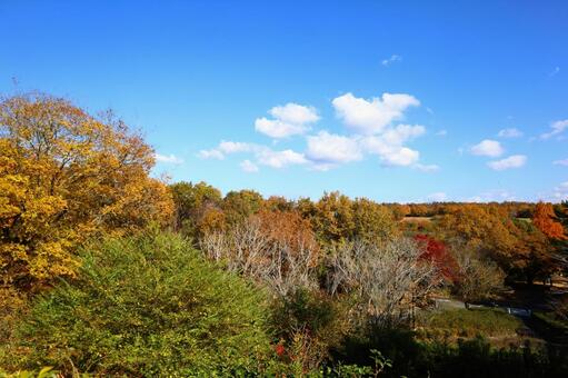 紅葉の森の秋景色（愛知県緑化センター） 愛知県緑化センター,紅葉の森,黄葉の写真素材