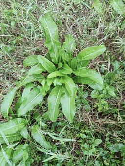 何の植物? 何の植物? 植物,葉っぱ,生えたの写真素材
