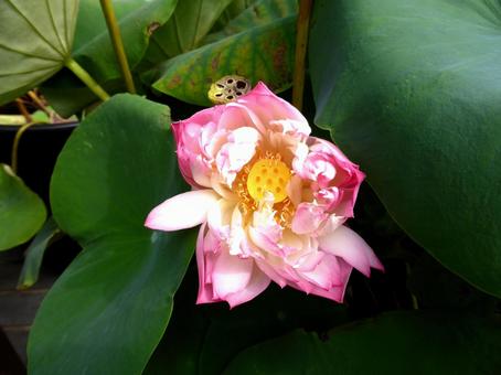 植物園、園内の鉢植えで咲いたハスの花 ハス,花,植物の写真素材