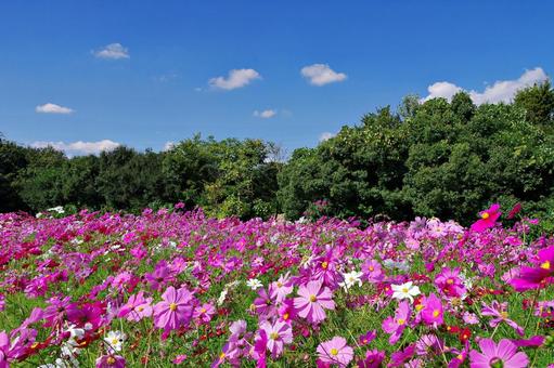コスモス満開 コスモス満開 コスモス,秋桜,満開の写真素材