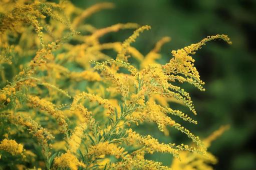 花粉いっぱいのブタクサ 花粉いっぱいのブタクサの写真