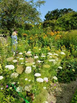 モネの庭 モネの庭,花,植物の写真素材