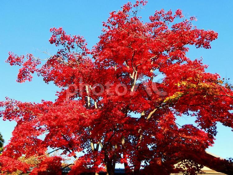 真っ赤に紅葉したモミジの木 紅葉,もみじ,赤の写真素材