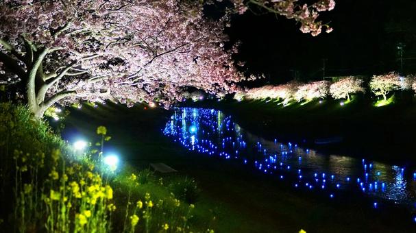 河津桜 河津桜の写真