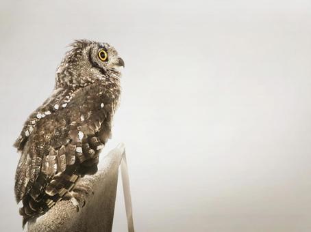 フクロウ フクロウ ウインク,フクロウ,ミミズクの写真素材