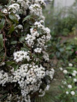 ユーパトリウムの花 2 ユーパトリウムの花 2の写真