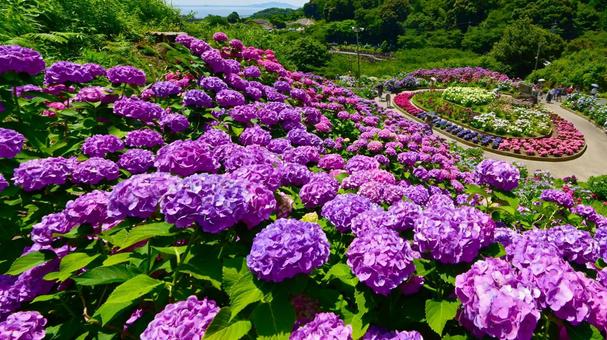Photo, নীলাবা গোলপি পুষ্পপ্রসু গুল্মবিশেষ, নীলাবা গোলপি পুষ্পপ্রসু গুল্মবিশেষ গ্রামে, নীলাবা গোলপি পুষ্পপ্রসু গুল্মবিশেষ ফেস্টিভাল, 