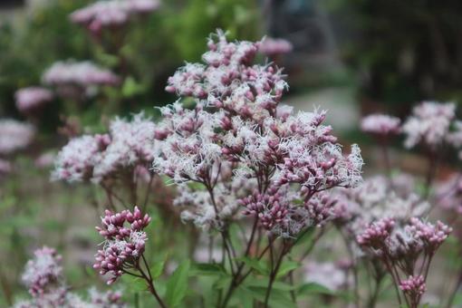 薫物の主役 藤袴,花,flowerの写真素材