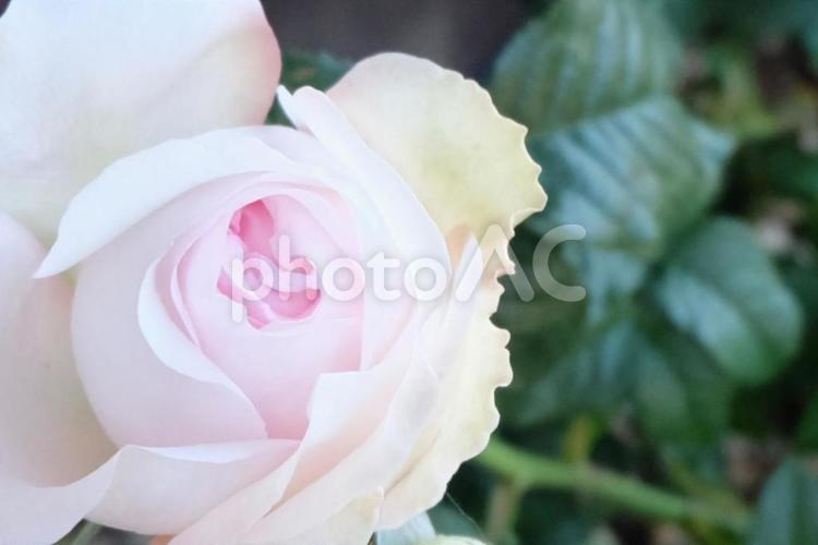 玄関のバラの鉢植え（一番花）02 バラ,薔薇,鉢植えの写真素材