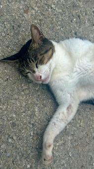 無防備に道の真ん中で寝ている猫　アップ 猫,動物,かわいいの写真素材