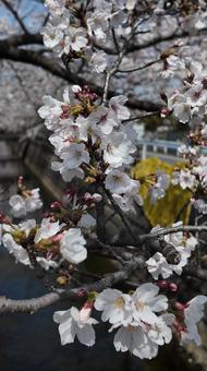 桜と川 桜,木,春の花の写真素材