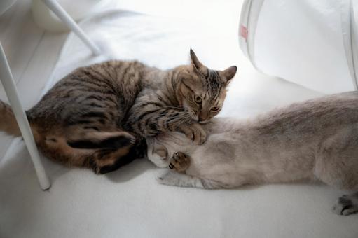 明るい部屋の床でじゃれ合う2匹の猫 明るい部屋の床でじゃれ合う2匹の猫 猫,サバトラ,灰色の写真素材