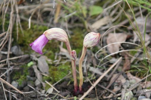 ナンバンギセル・南蛮煙管　マクロ ナンバンギセル,フラワー,ユニークの写真素材