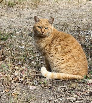 お猫様 お猫様 猫,ねこ,キャットの写真素材