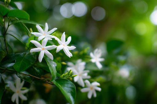 Jasmine sambac flowers against the greenery, jasmine, jasmine sambac, flower, JPG