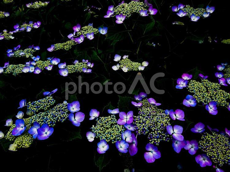ガクアジサイ 紫陽花,花,自然の写真素材