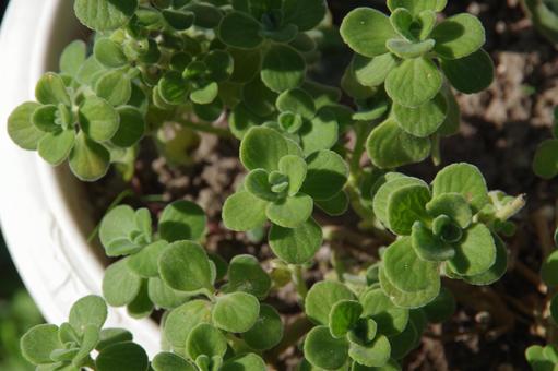 アロマティカスの写真