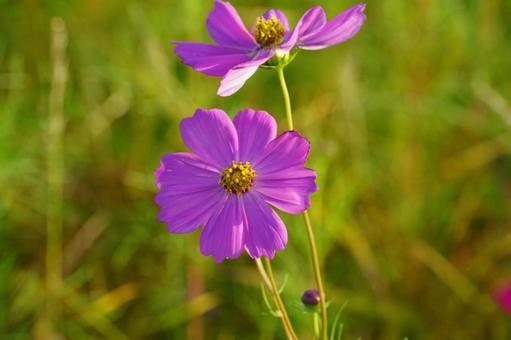 コスモスの花 コスモス,秋,花の写真素材
